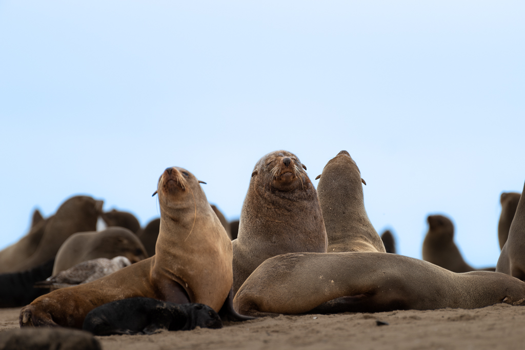 Cape Cross (Namibia) and the fur seals.