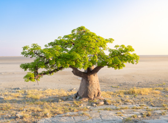 The flora of Namibia