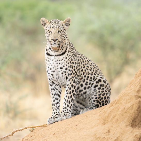 cheetah in Namibia