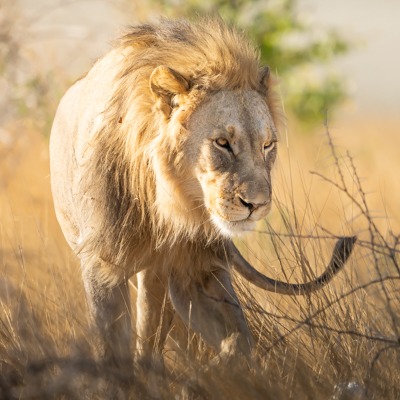lion in Namibia