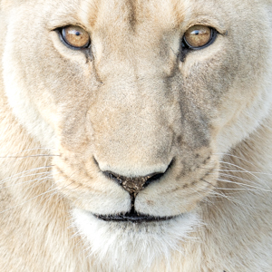 lioness in Namibia
