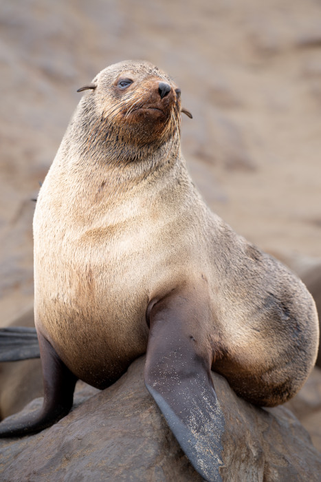 Fur seals at Skeleton Coast in Namibia.