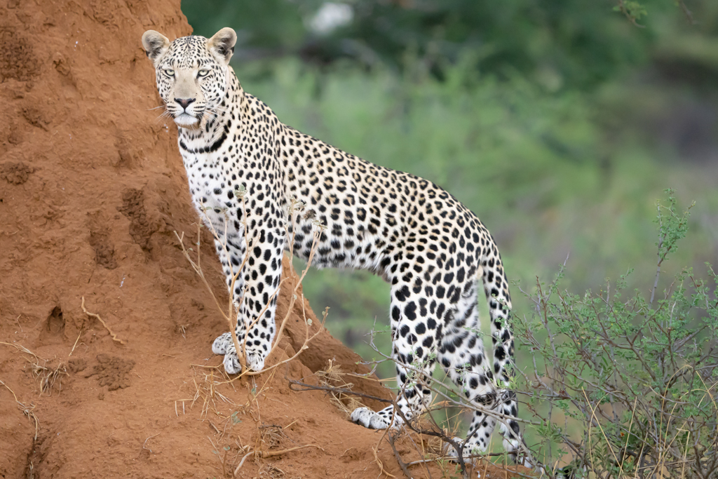 Okonjima Nature Reserve (Namibia)