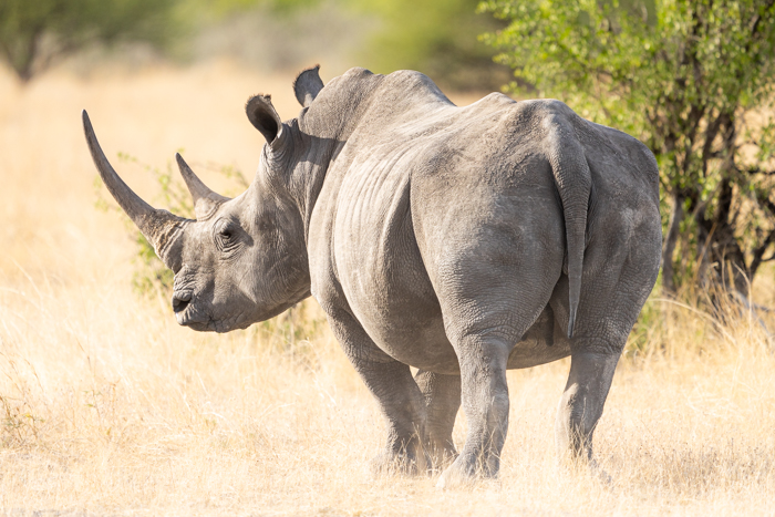 rhinoceros in Namibia