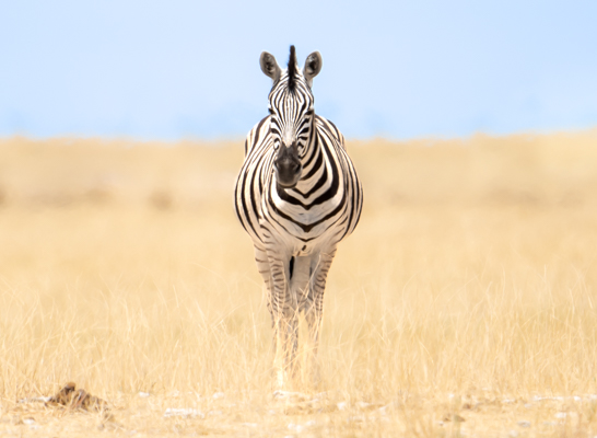 zebra in Namibia