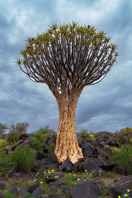 The flora of Namibia