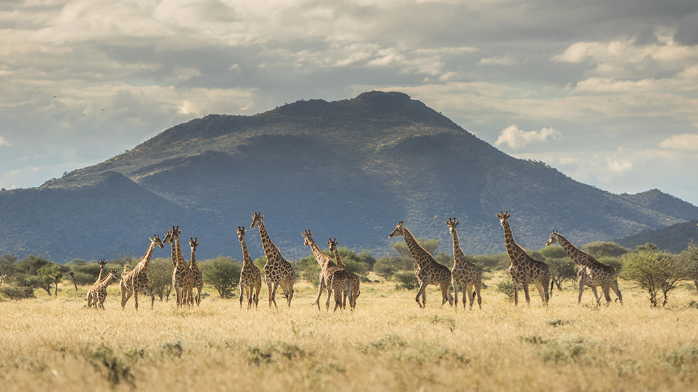 Giraffes at Erindi
