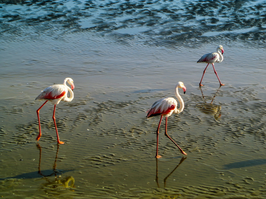 Walvis Bay in Namibia: Whale Bay