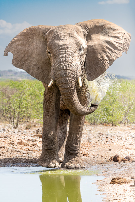 Elephants in Namibia