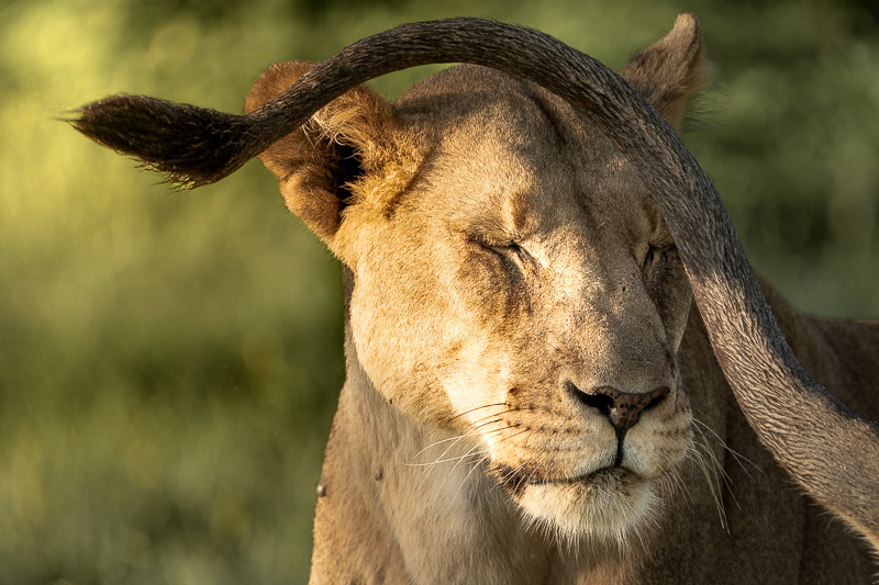 Lionness of Namibia