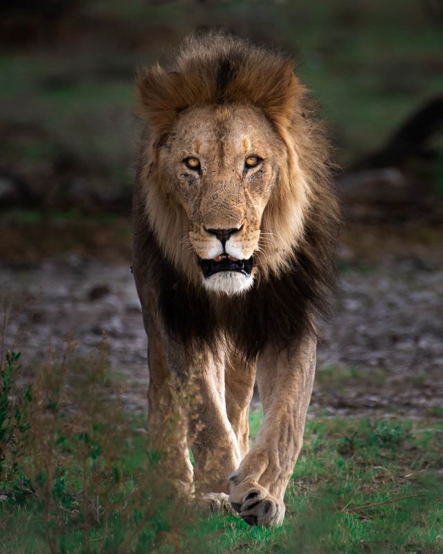 Safari in Namibia: Windhoek - Victoria Falls