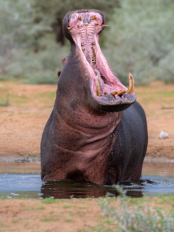 Safari in Namibia: Windhoek - Victoria Falls