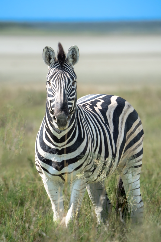 Safari in Namibia - Workshop Photos