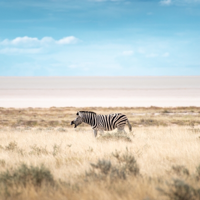 Safari in Namibia: Wild Life