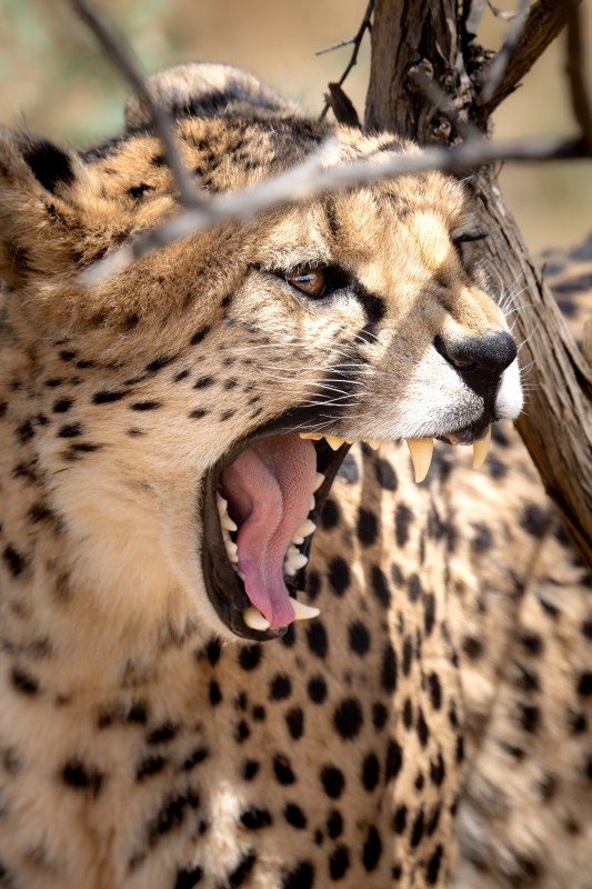 Safari Magic Namibia
