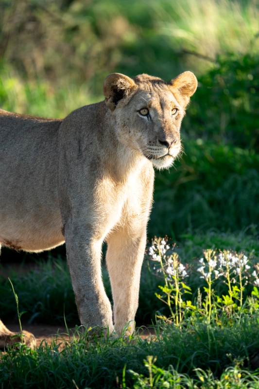 Safari en Namibie : Vie Sauvage