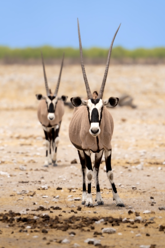 Safari en Namibie : Vie Sauvage