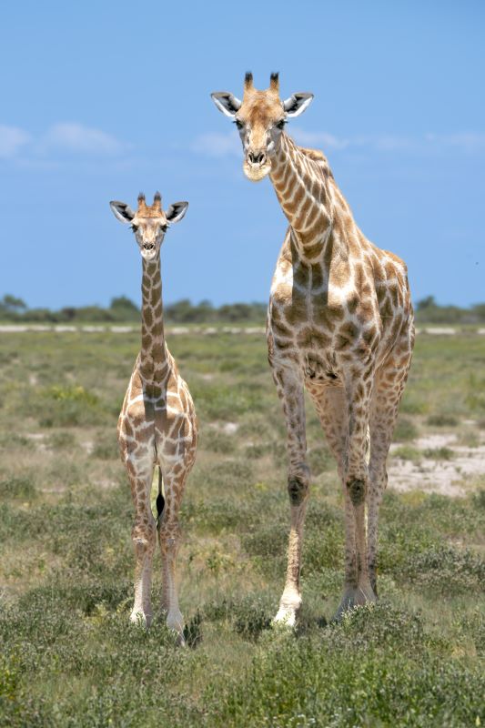 Safari en Namibie : Vie Sauvage