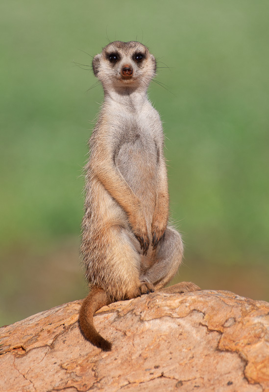 Meerkat in Namibia