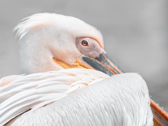Walvis Bay