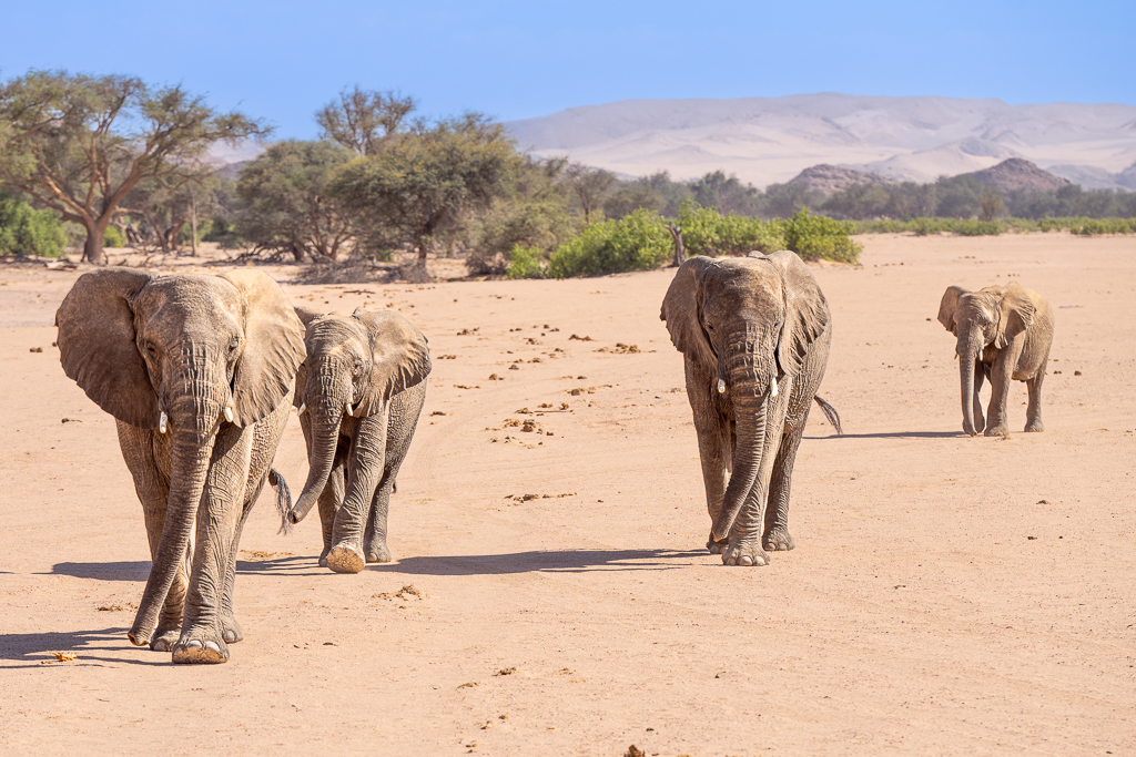 Self-drive Discovery Tour of Namibia – Elephants in the Desert