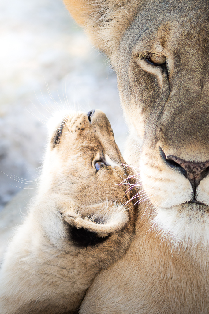 Self-drive Discovery Tour of Namibia – Etosha