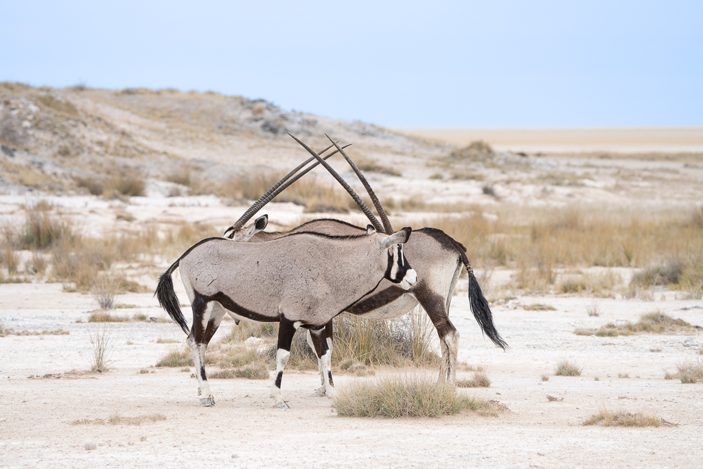 Self-drive Discovery Tour of Namibia – Etosha National Park