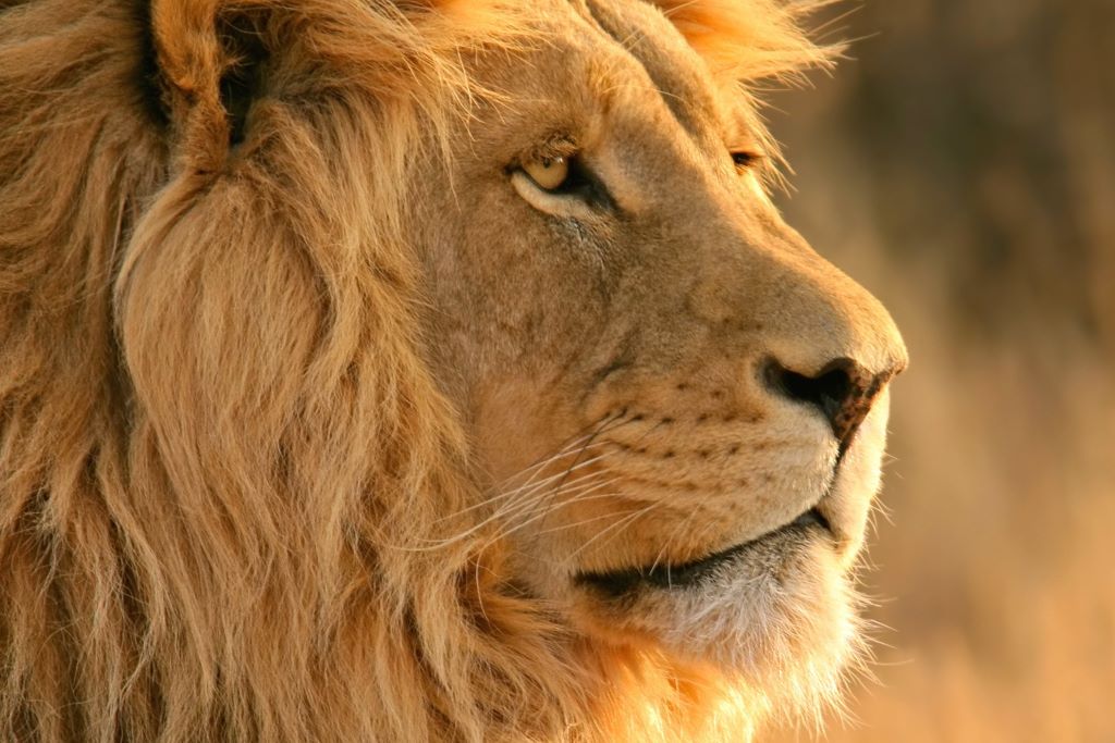 Self-Drive Tour: Desert, Tribes, Wildlife, Victoria Falls