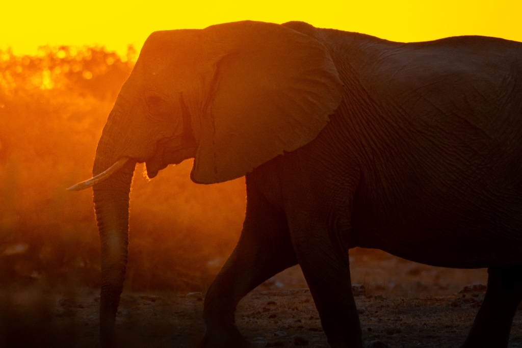 Self-drive tour in Namibia: Landscapes, fauna flora, and tribes
