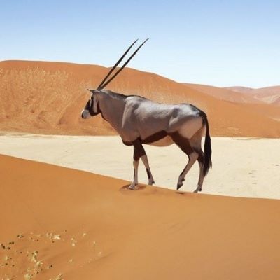 Self-Drive Tour: Lions, Deserts, Canyons