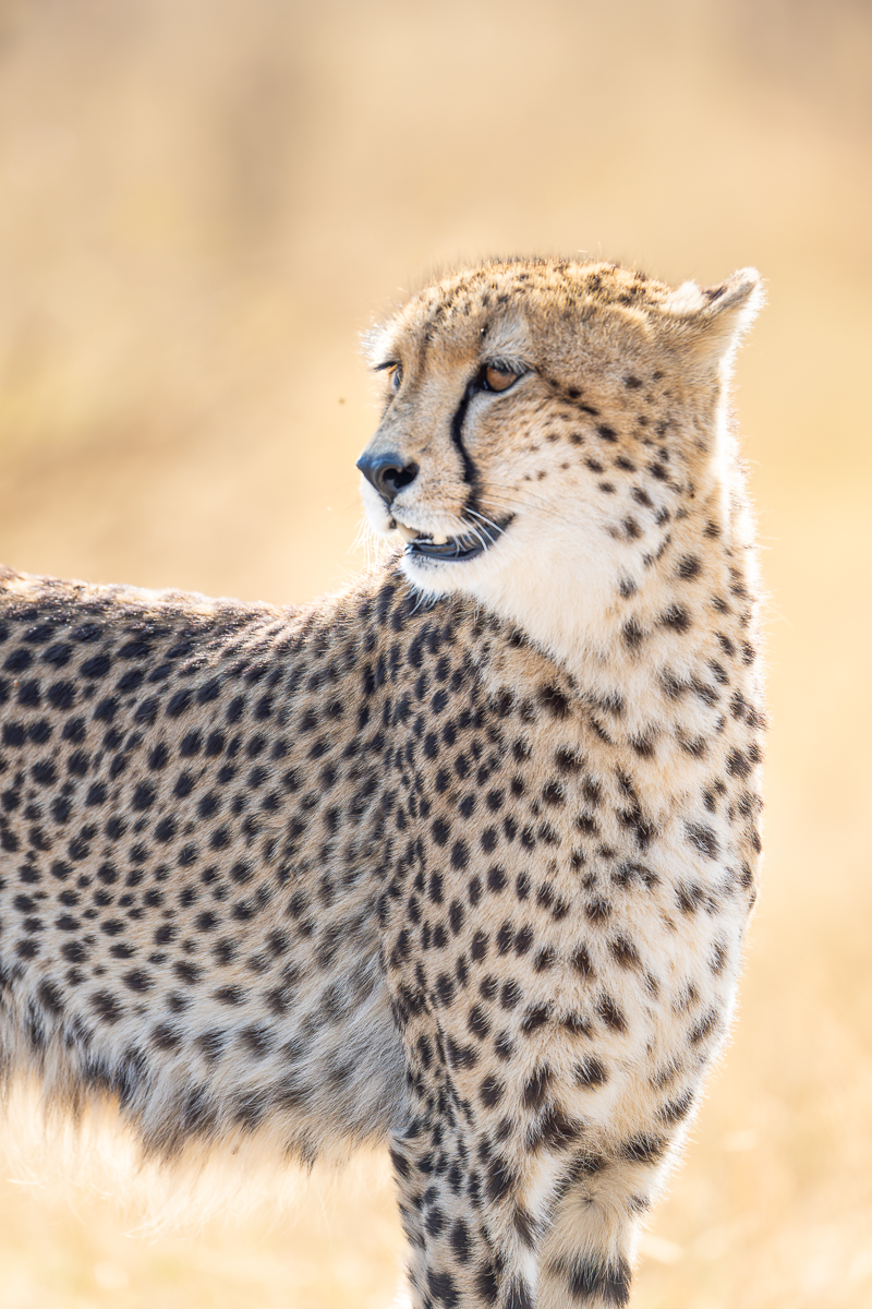 Self-Drive Tour: Lions, Deserts, Canyons