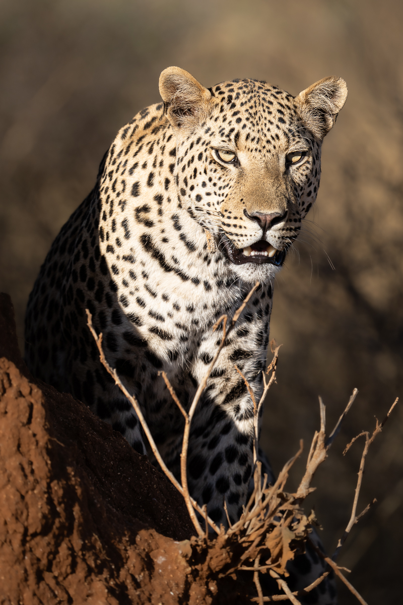 Self-Drive Tour Lodges Nature Tribes Great South 22 days and 21 nights with Matakwa Safari.