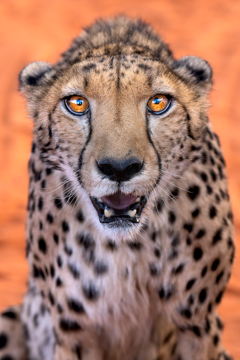 Self-Drive Tour Lodges Nature Tribes Great South 22 days and 21 nights with Matakwa Safari.