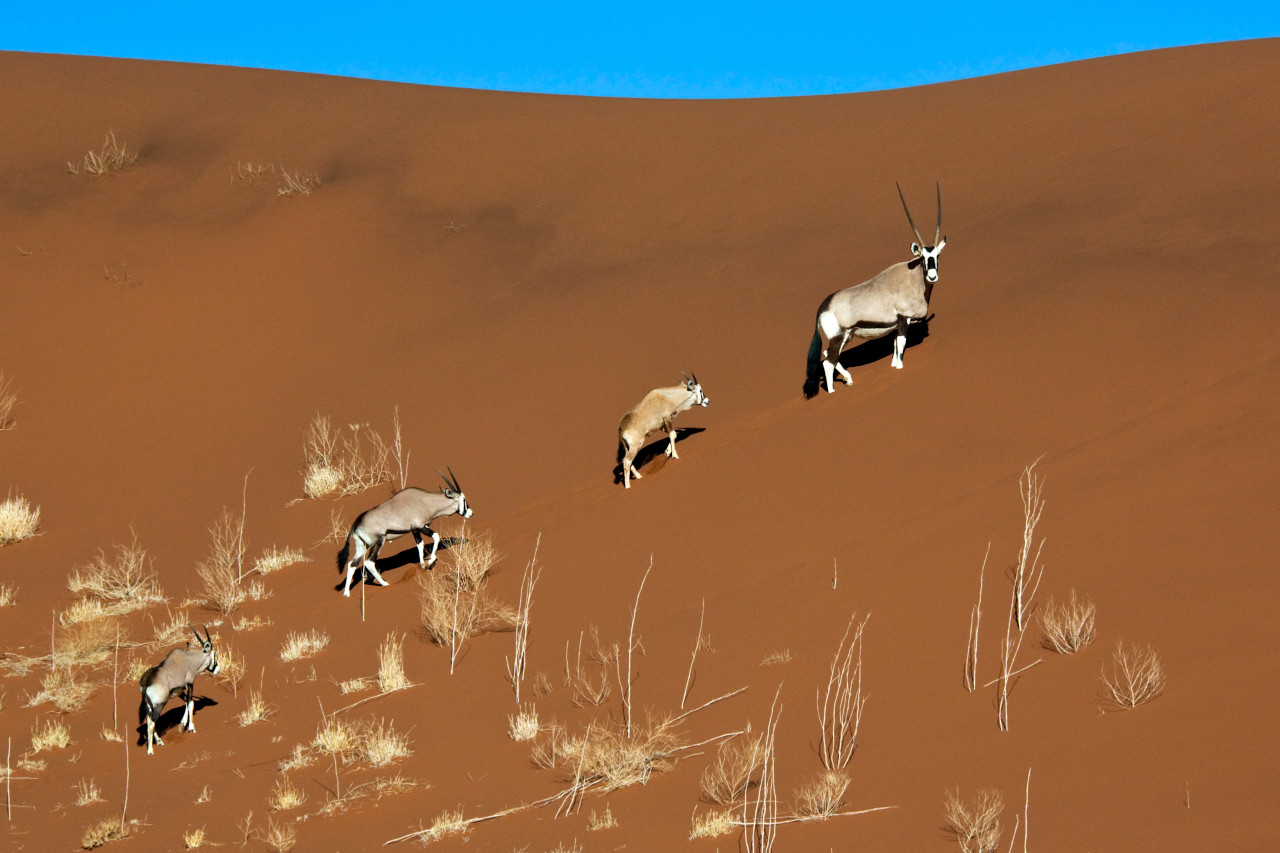 Safari in Namibia or Tanzania ?