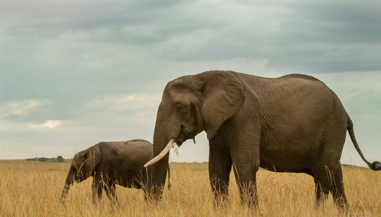Safari in Namibia or Tanzania ?
