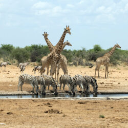 Faire un safari en Namibie ou en Tanzanie ?