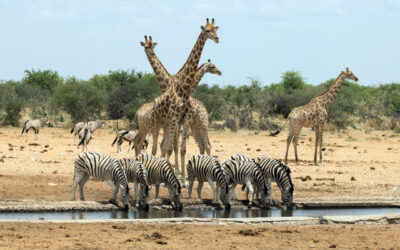 Faire un safari en Namibie ou en Tanzanie ?