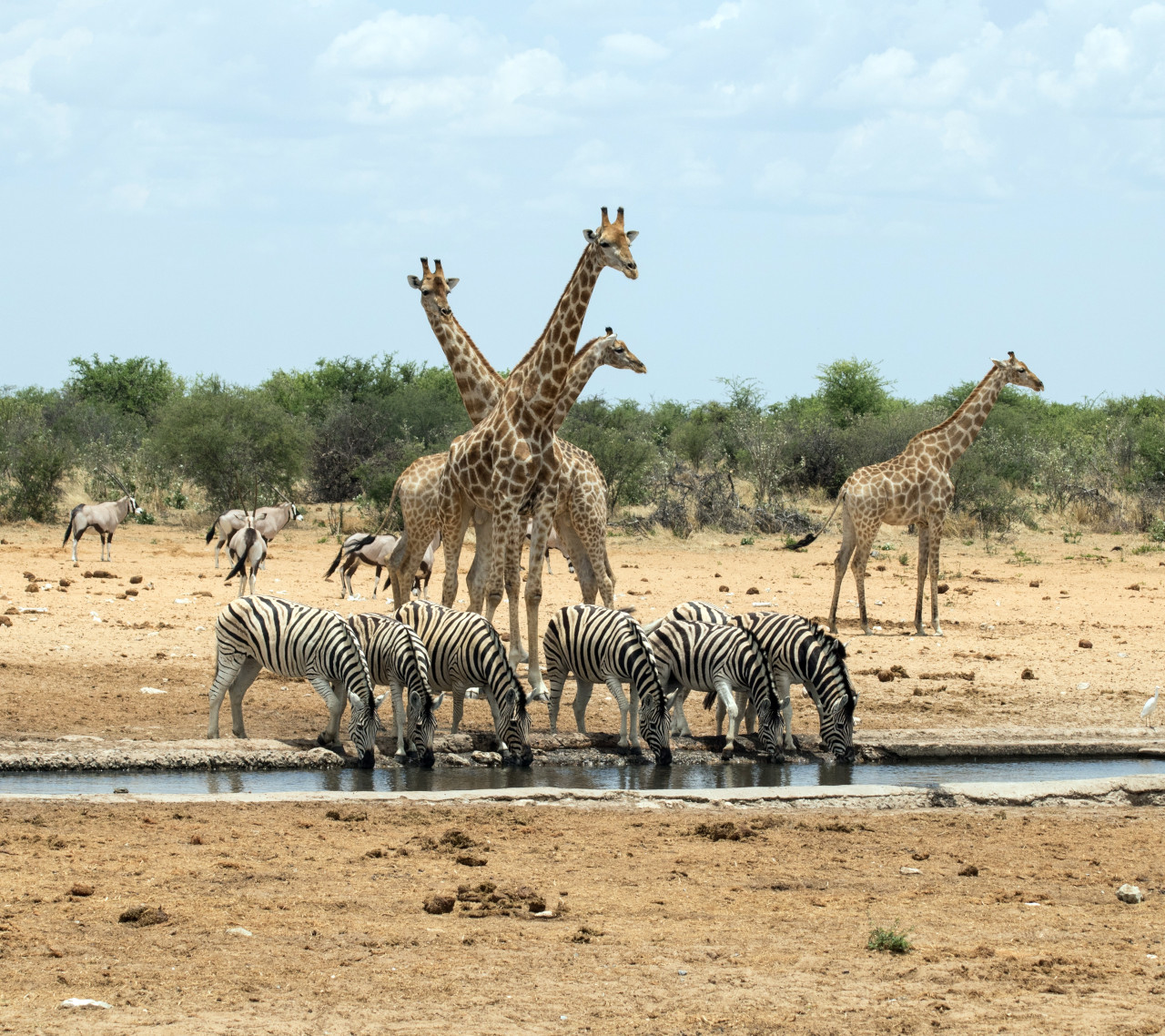 Safari in Namibia or Tanzania ?