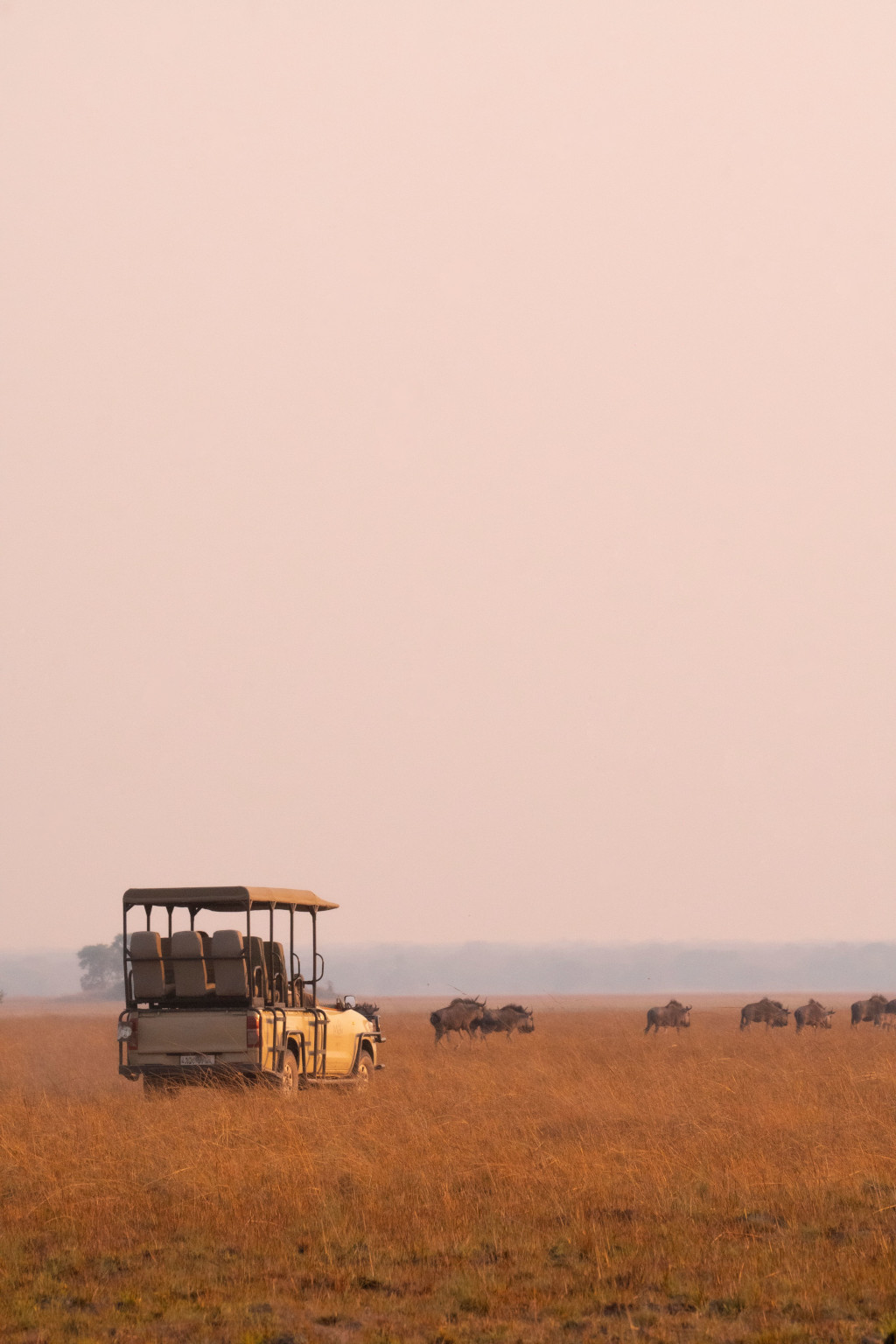 Quel est le plus beau pays pour faire un safari ?
