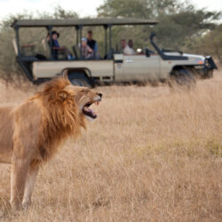 Quel est le plus beau pays pour faire un safari