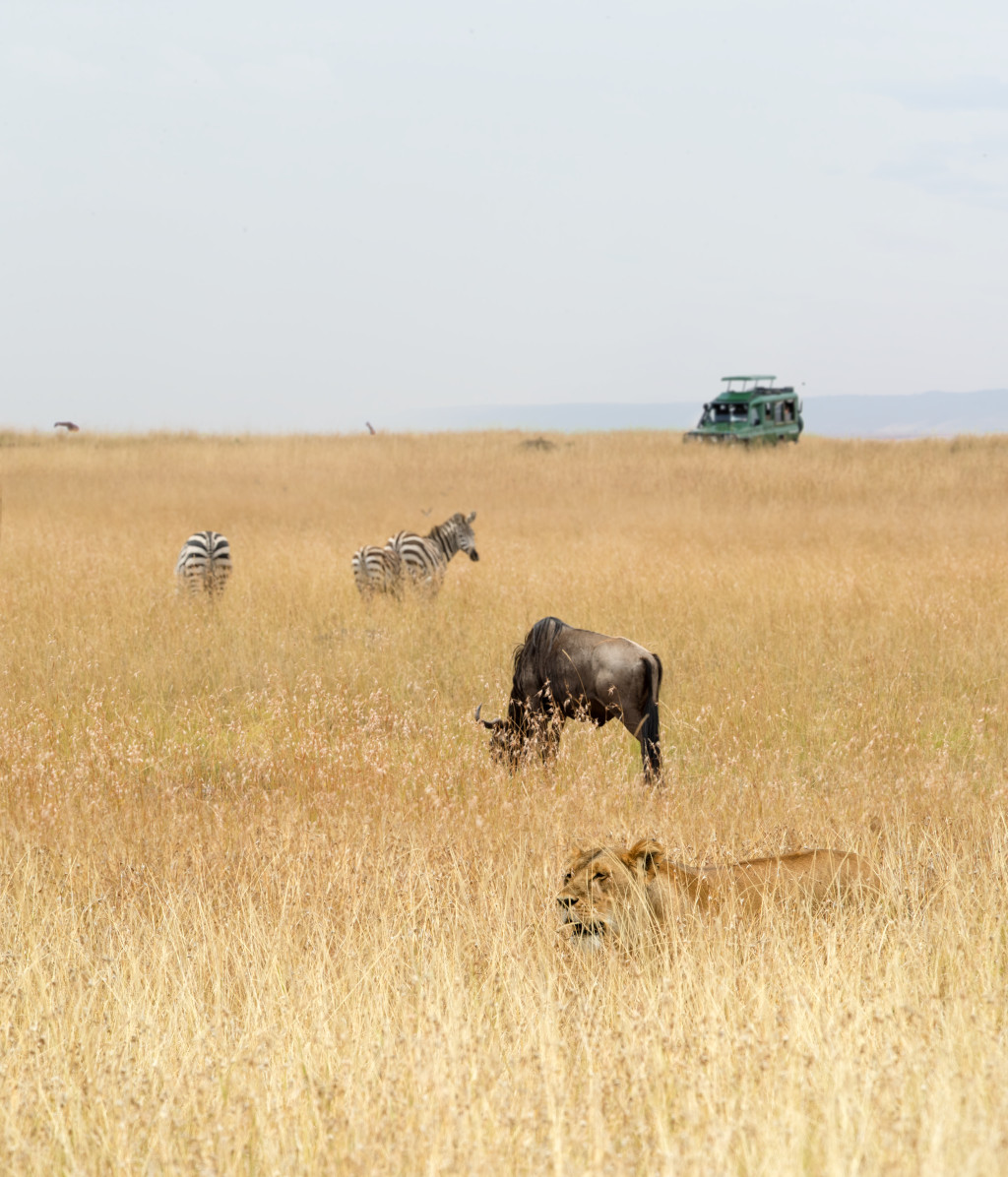 Quel est le plus beau pays pour faire un safari ?