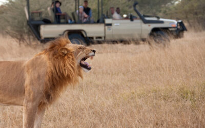 Quel est le plus beau pays pour faire un safari ?