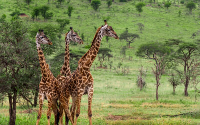 Quelle est la meilleure période pour faire un safari en Namibie ?