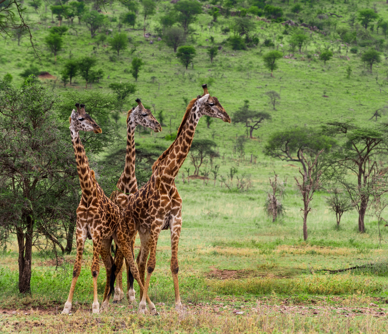 What is the best time to go on a safari in Namibia?