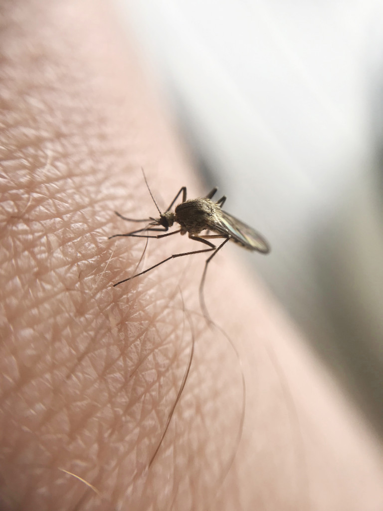 Quels vaccins obligatoires pour la Namibie
