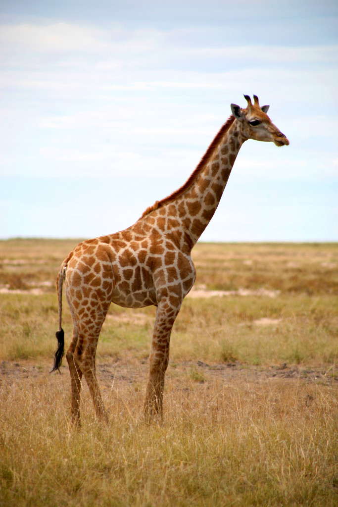 Self-drive safari in freedom