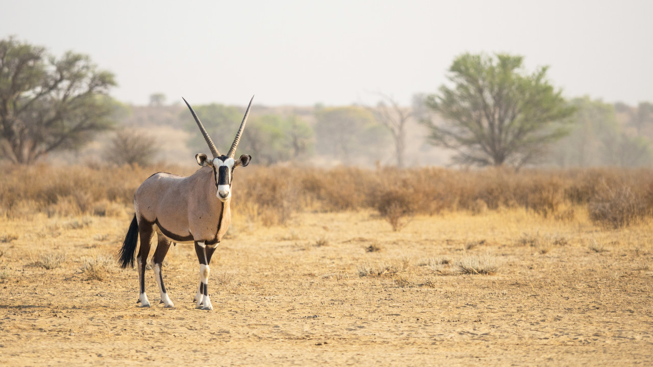 Self-drive safari in freedom