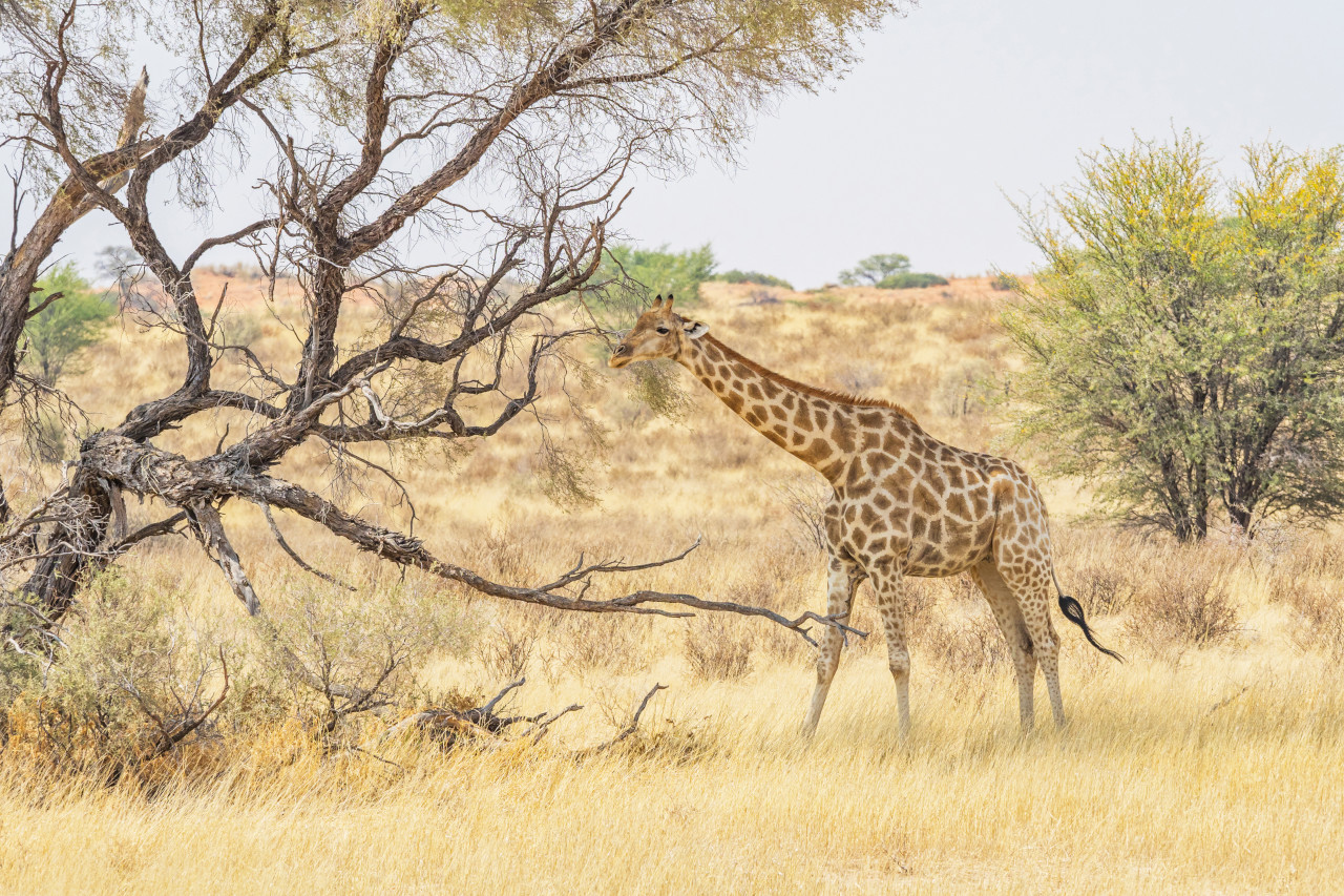 Self-drive safari in freedom