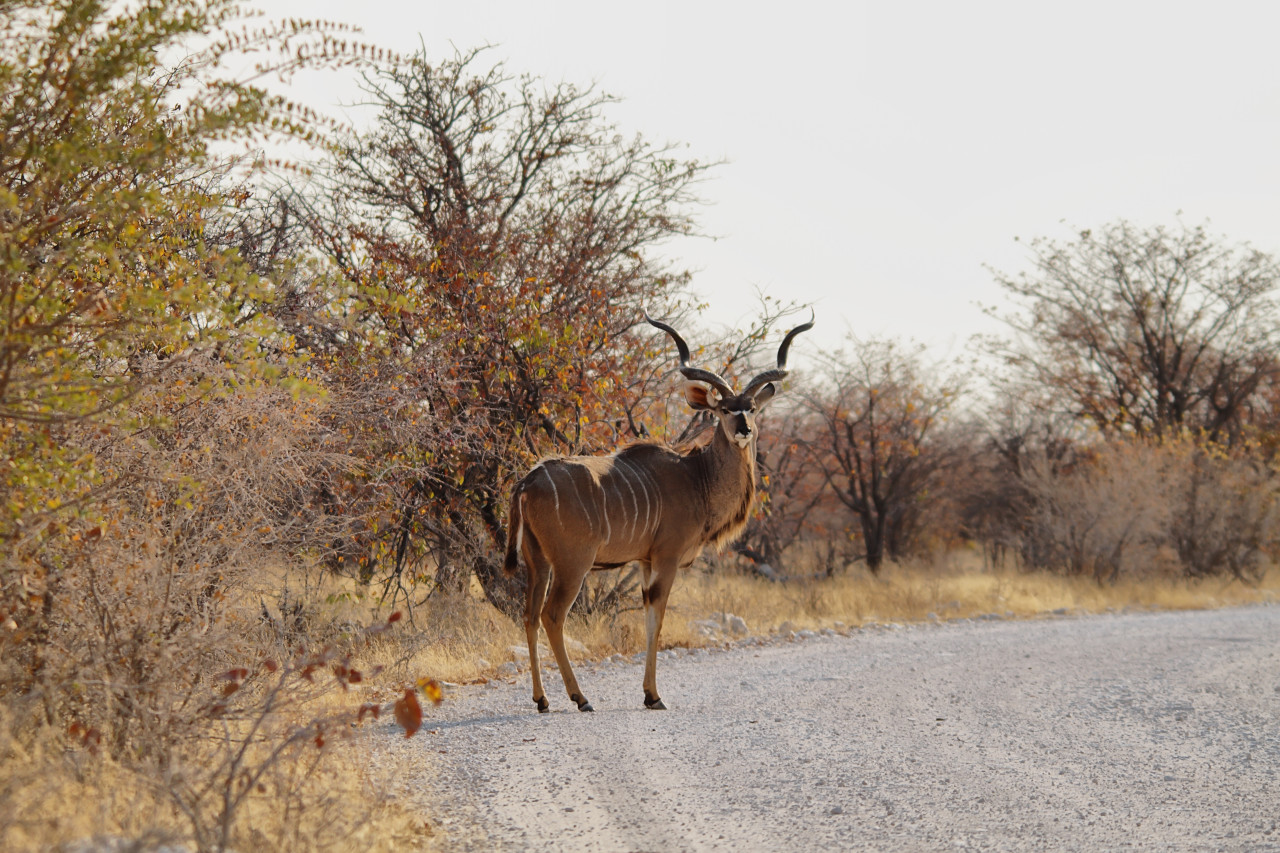 Self-drive safari in freedom
