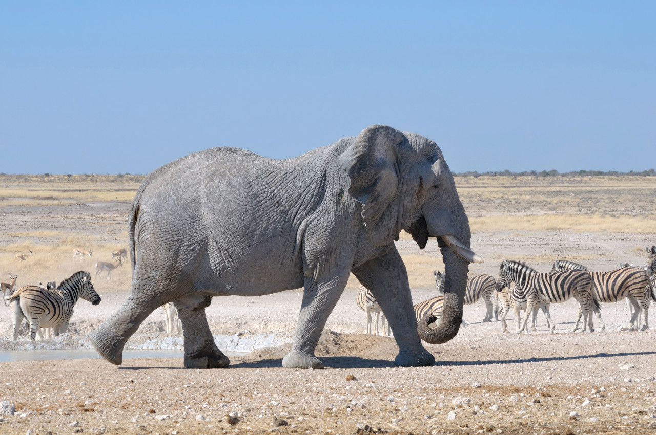 Self-drive safari in freedom